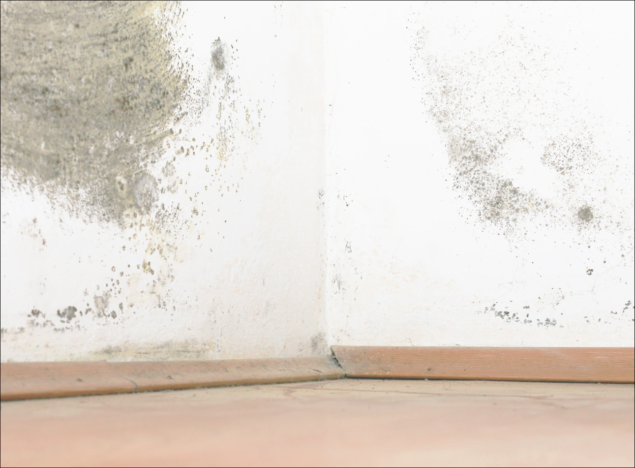 walls covered in mold